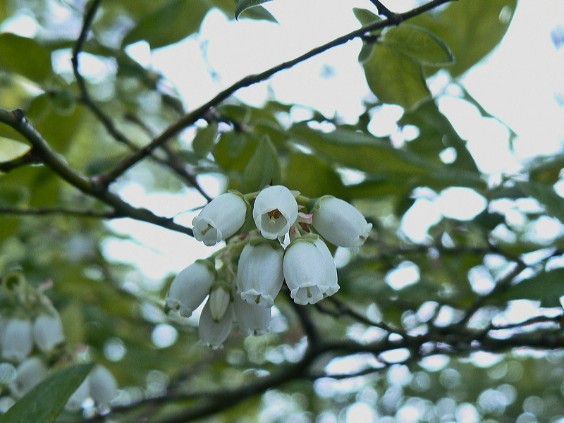 p1000393.jpg